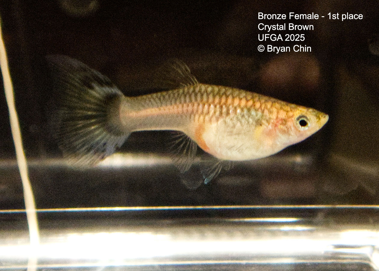 Guppy Female  Bronze